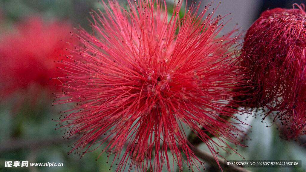 艳丽朱缨花绽放