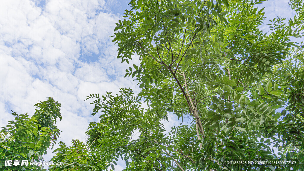 仰望葱郁绿树与蓝天