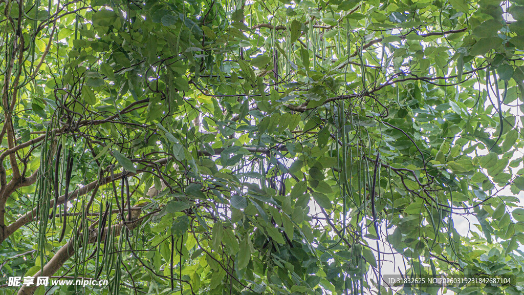 仰视葱郁树木枝叶