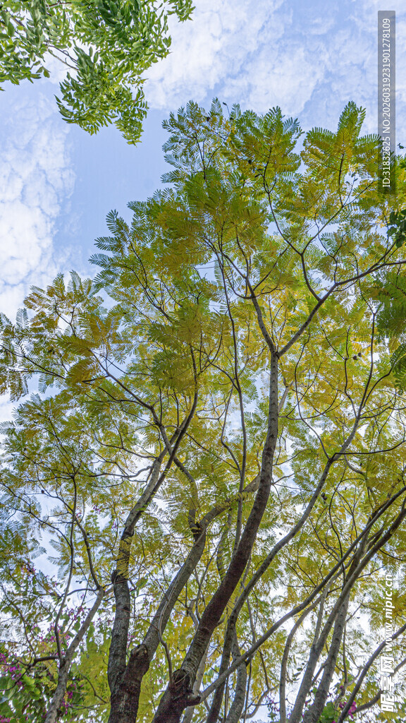 仰视葱郁树木与蓝天