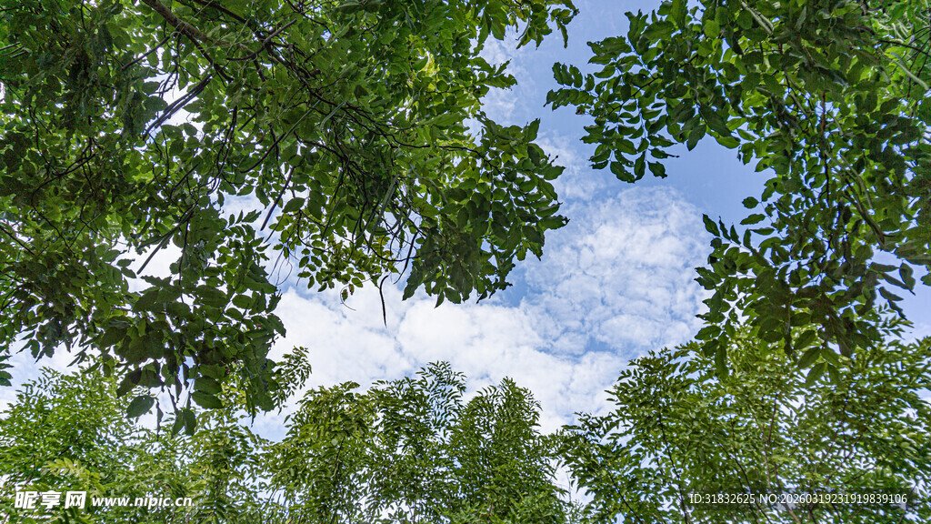 仰望林间蓝天绿叶