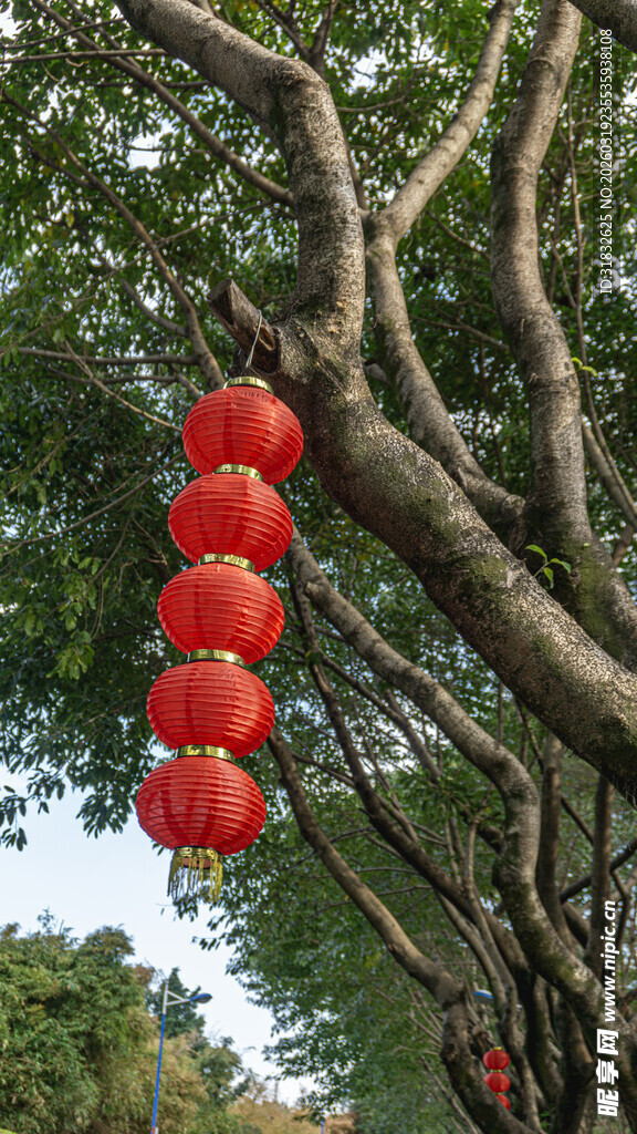 树枝上的串串红灯笼