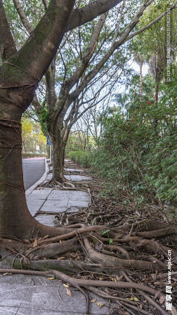 道路旁树木倒伏场景