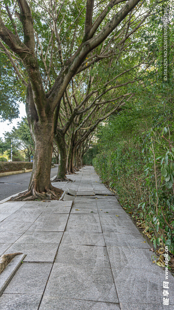 林荫石板路 静谧自然景