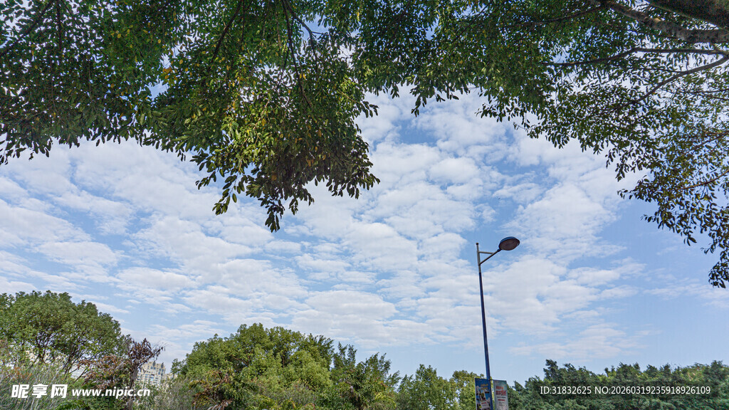 树下仰望蓝天绿树景象