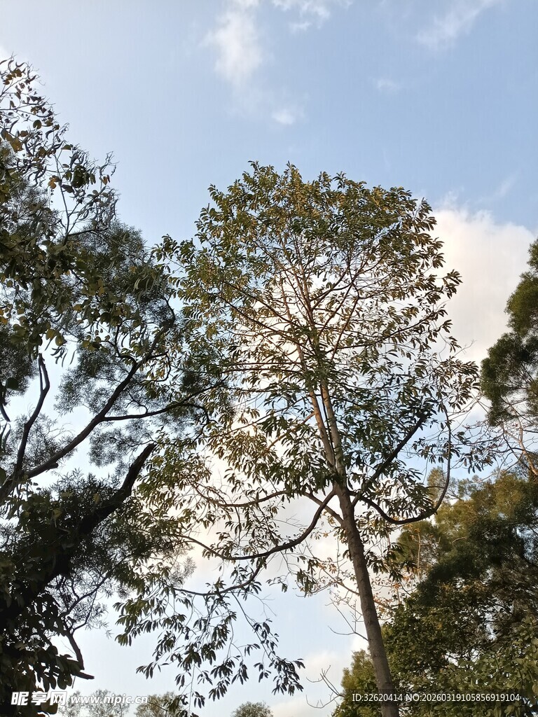 蓝天绿树间的自然景致