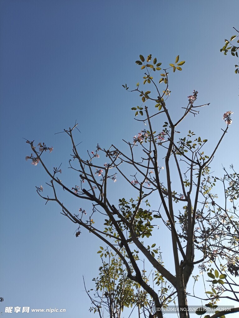 蓝天映衬下的光秃树枝