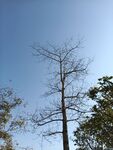 蓝天中挺立的光秃树木