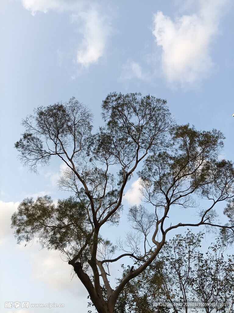 蓝天映衬下的孤树