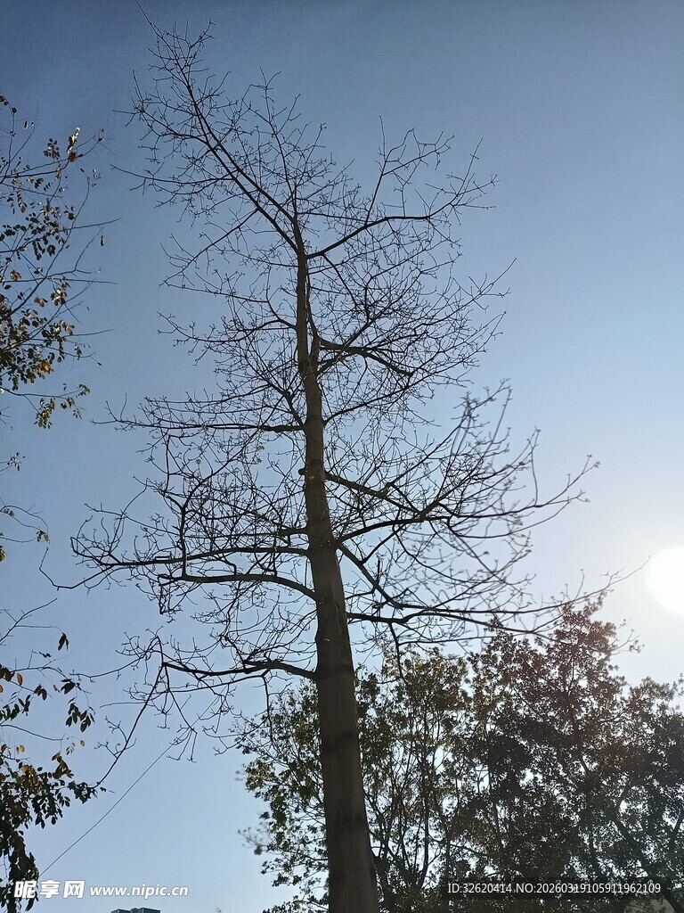 光秃树木挺立蓝天之下