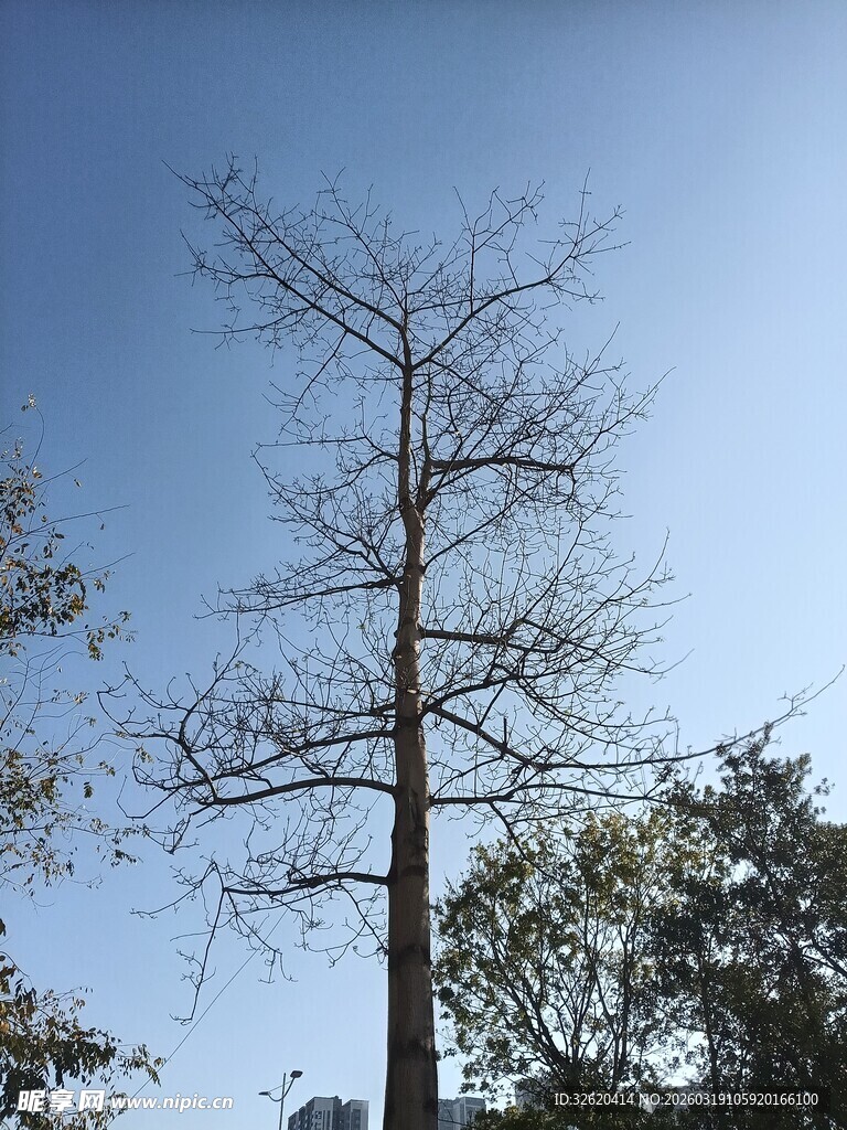 蓝天之下的光秃树木