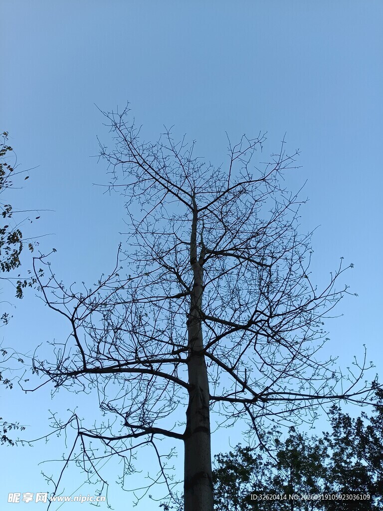 蓝天下单棵光秃树木