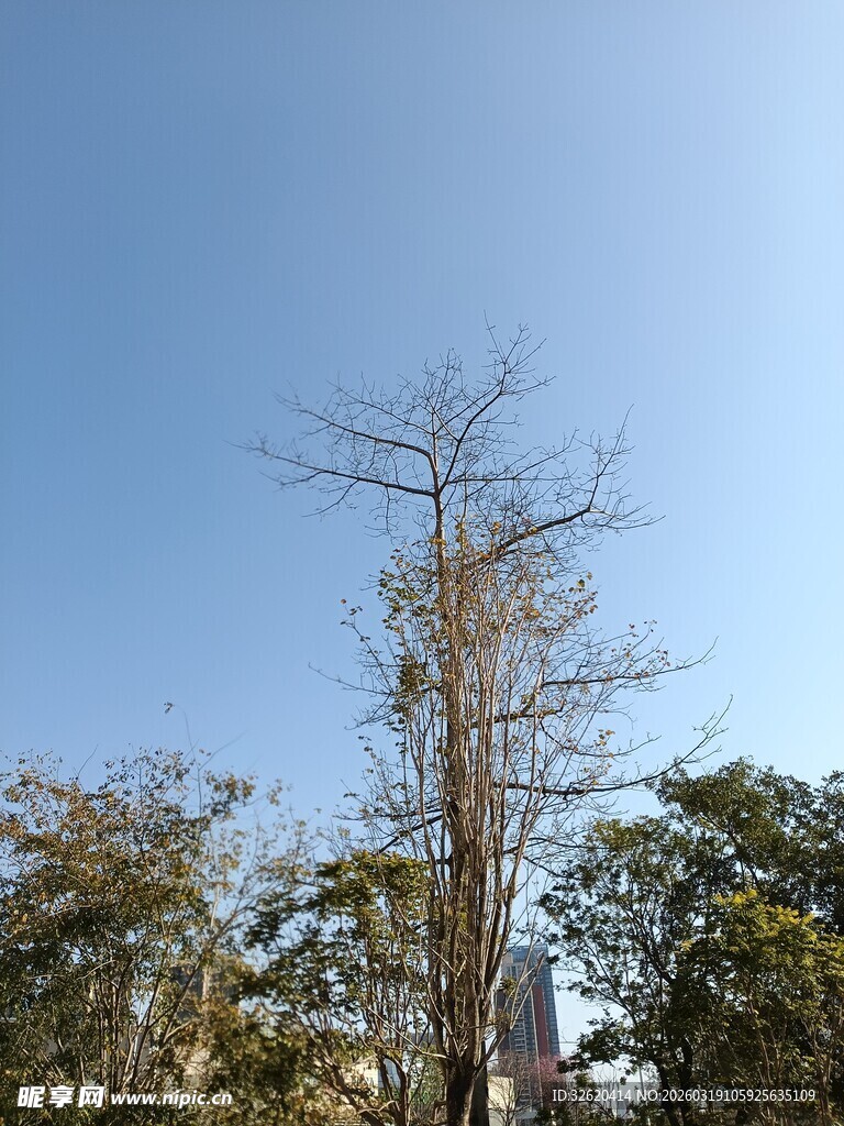 枯树立于葱郁林木间