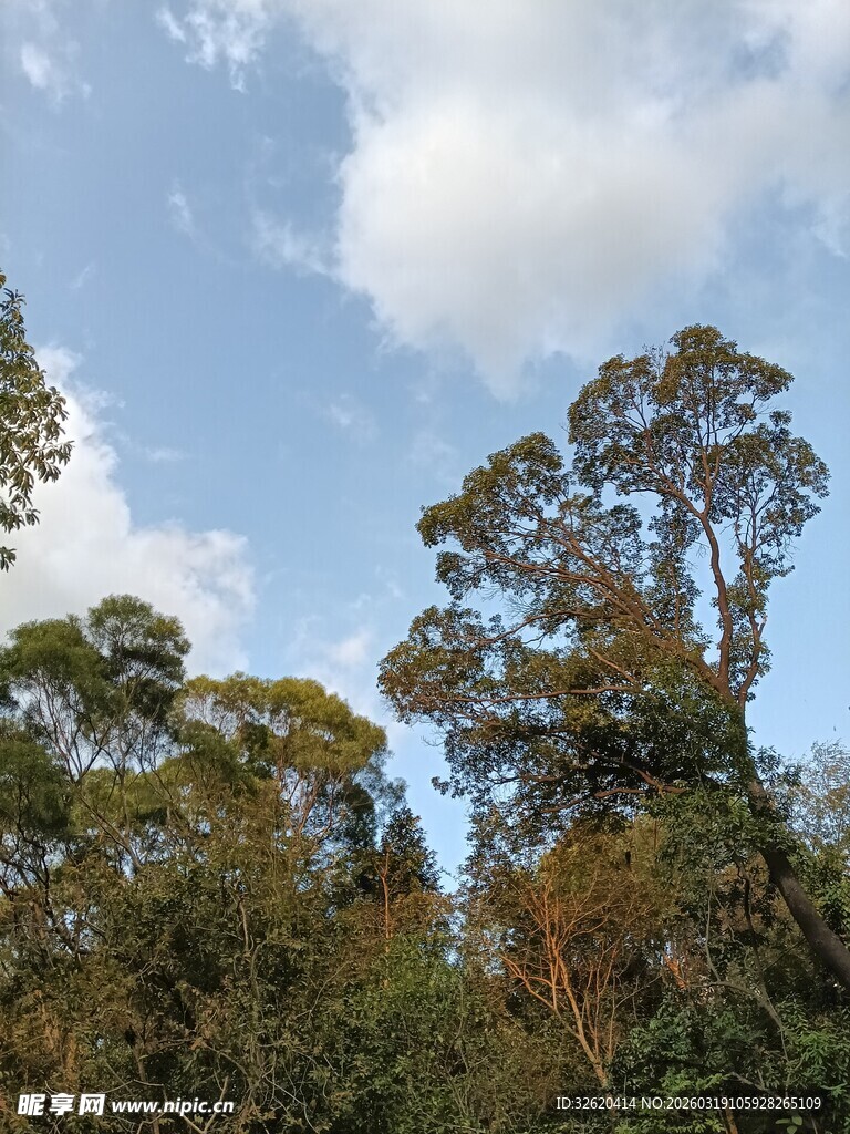 蓝天绿树间的自然景致