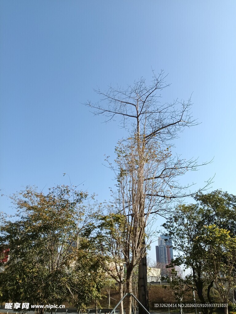 枯树挺立在葱郁树林间