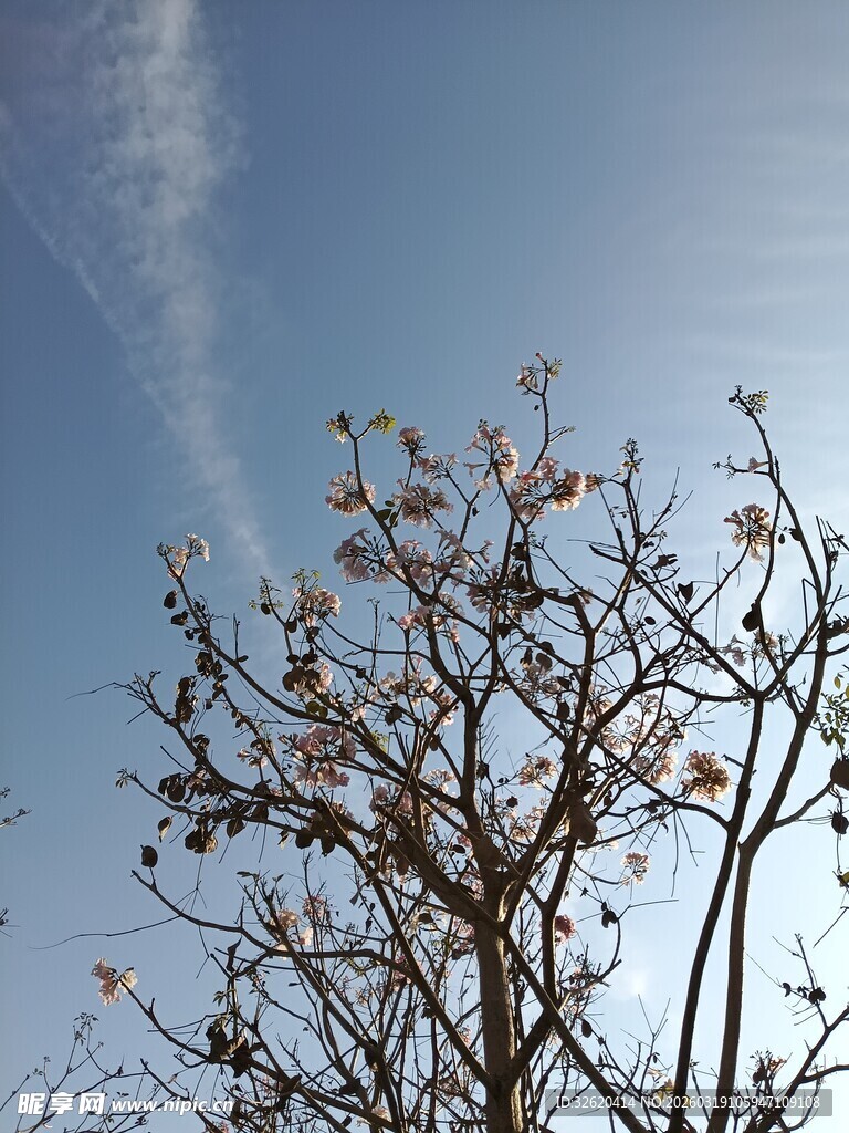 蓝天映衬下的繁花枯树