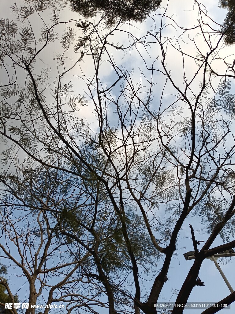 冬日枯树与天空景象