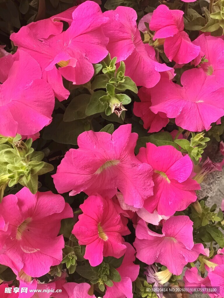 鲜艳粉色花卉绽放