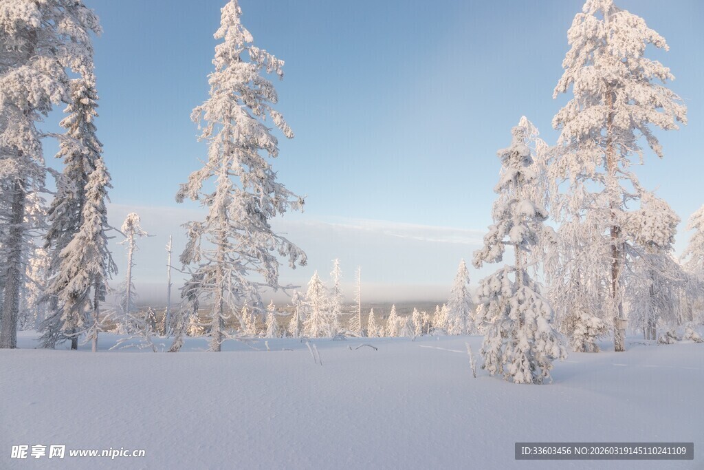 冬日雪景中的银白树林