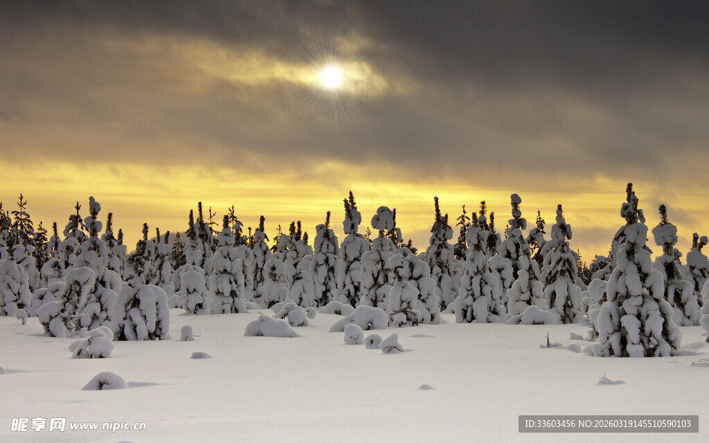 冬日雪野中的树木景观