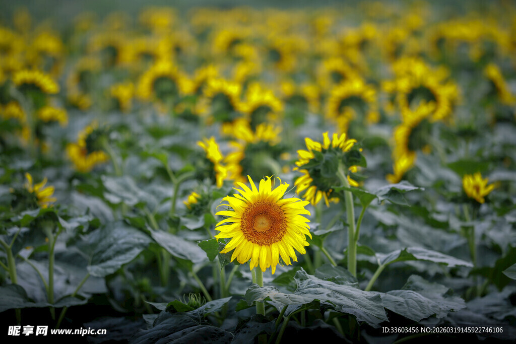 向日葵花田中的灿烂花朵