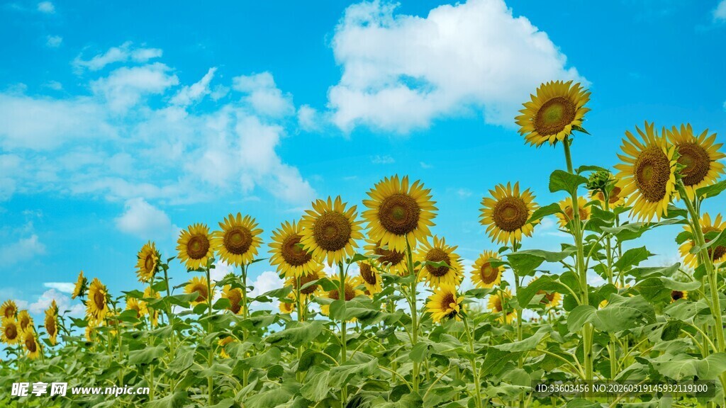 向日葵花海蓝天白云美景