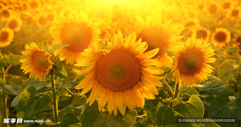 金色向日葵花海