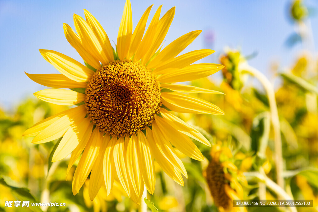灿烂向日葵绽放于田野