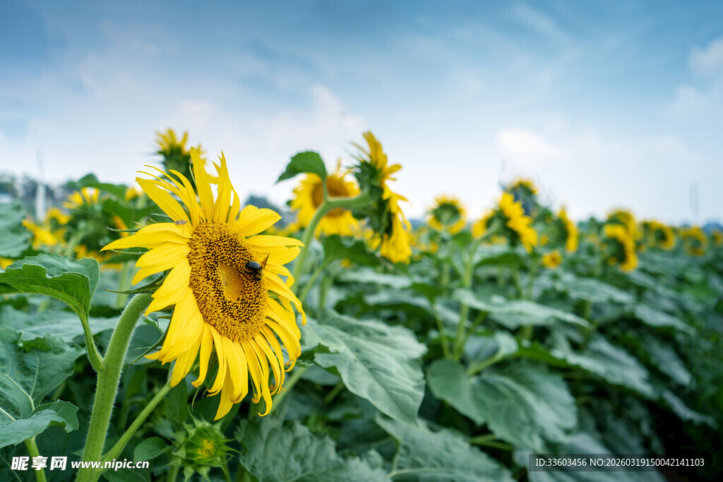 向日葵花海