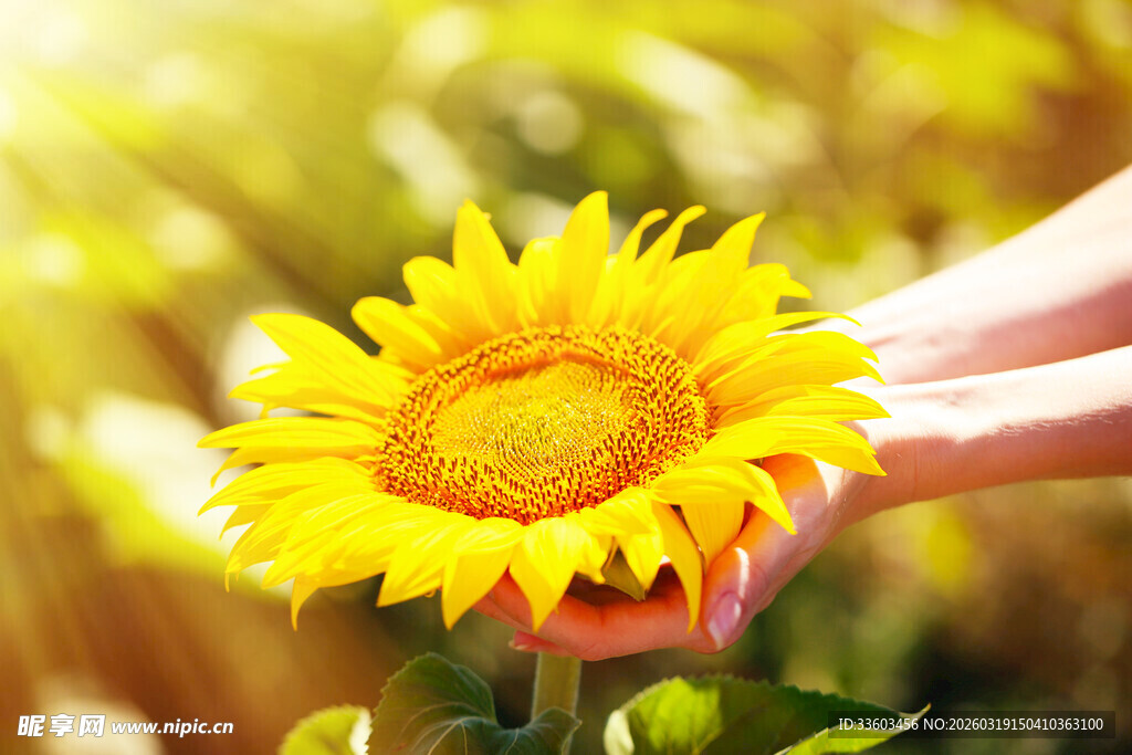 手捧向日葵的治愈瞬间