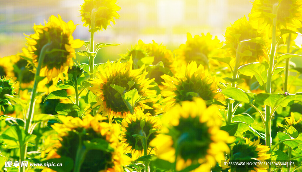 阳光照耀下的向日葵花海