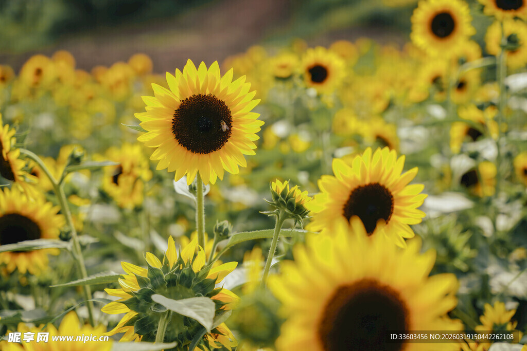 向日葵花海