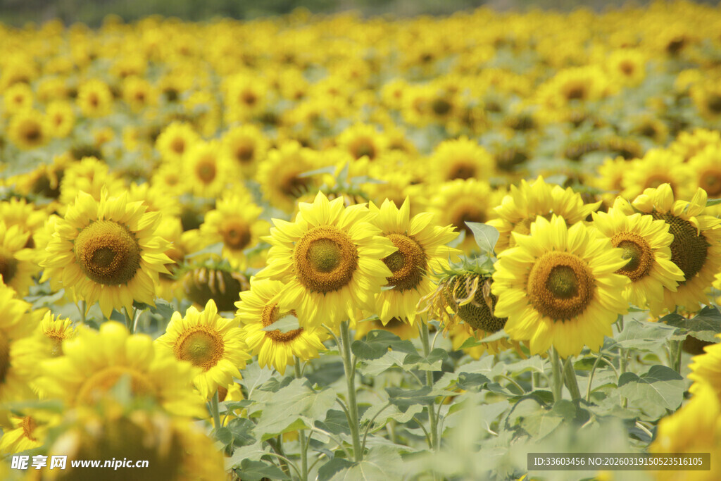 金黄向日葵花海美景