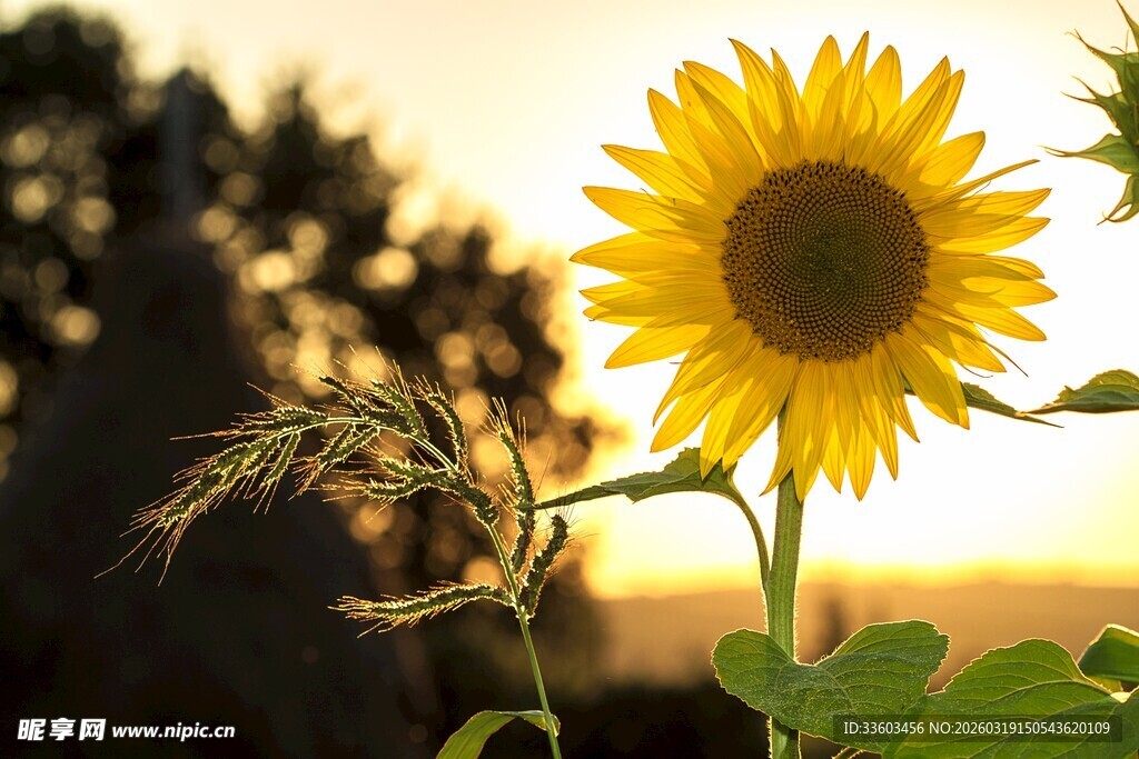 夕阳下的向日葵