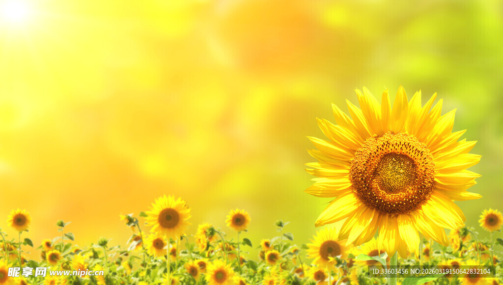 灿烂向日葵花海