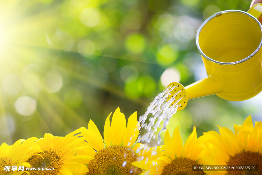 阳光下浇花的黄色向日葵