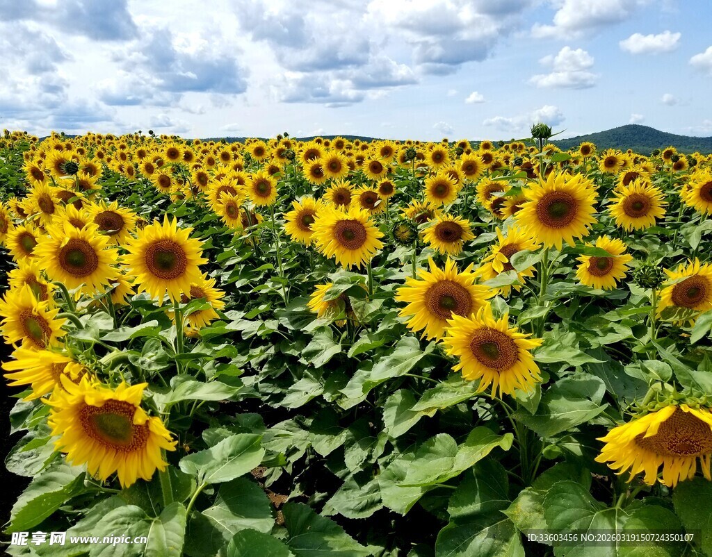 灿烂的田园风光