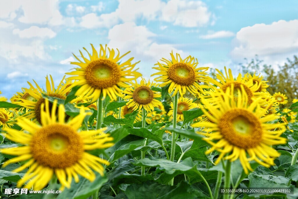 向日葵盛开的灿烂田园