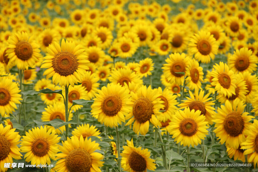 向日葵花海绽放