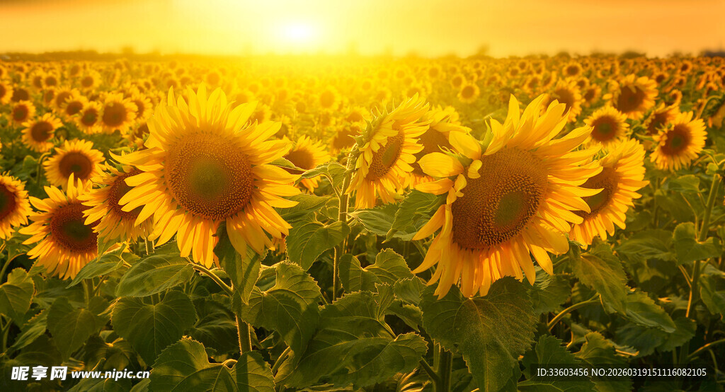 夕阳下的向日葵花海