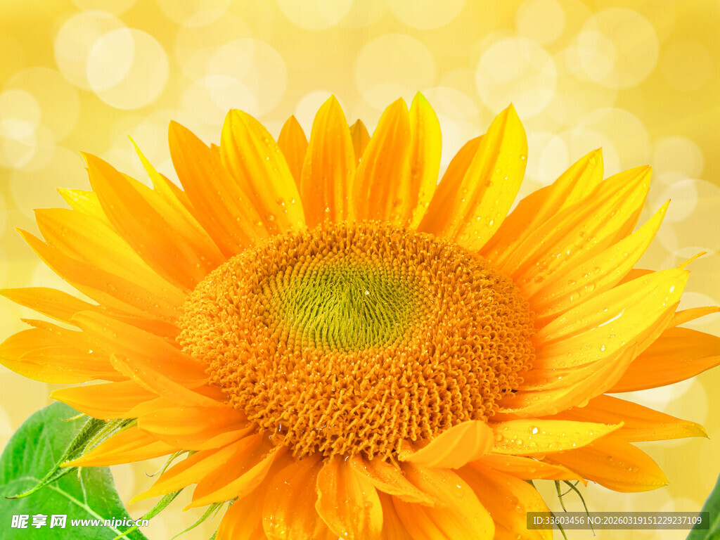 绽放的金黄向日葵