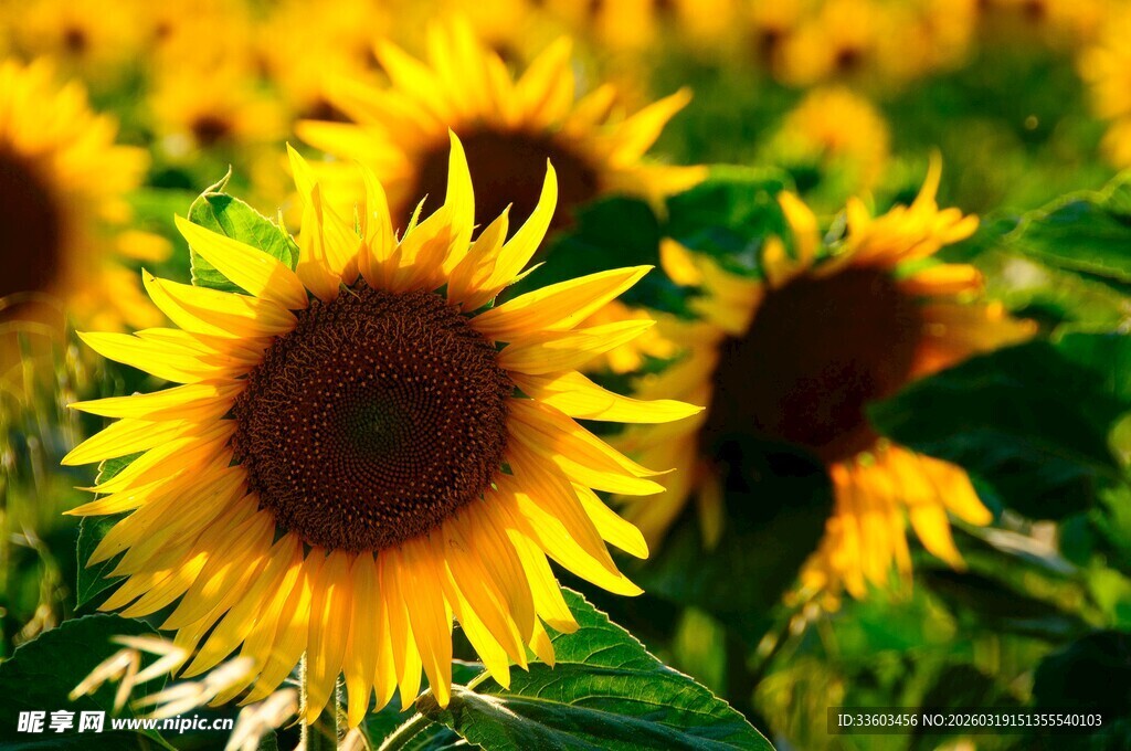 灿烂向日葵绽放于田野