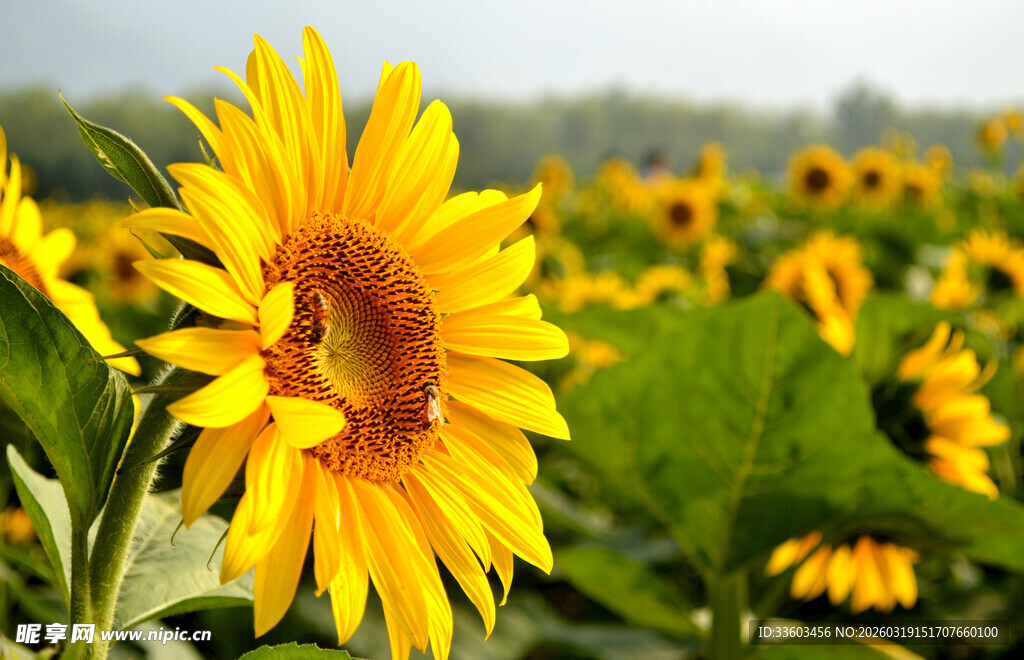 灿烂向日葵绽放于田野间