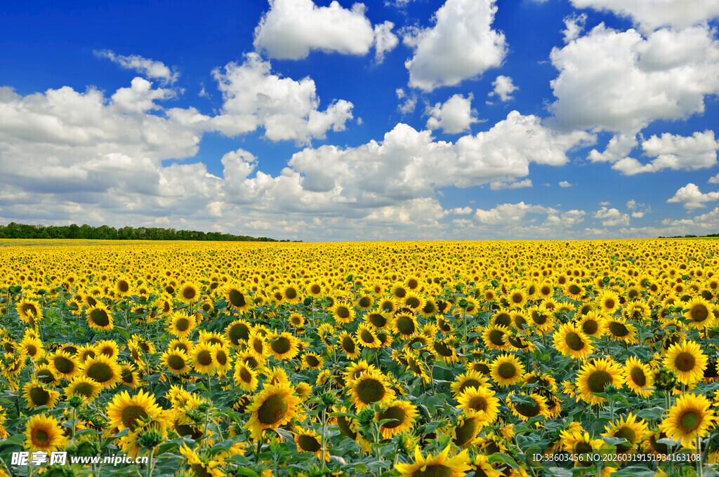 金黄向日葵花海蓝天白云