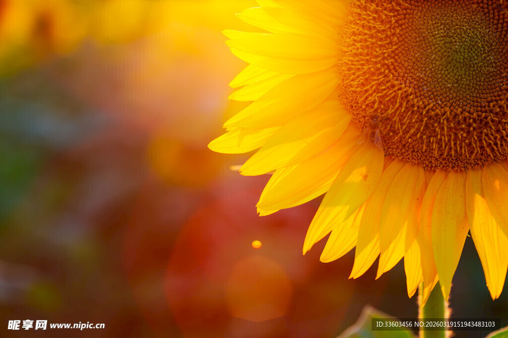 阳光下的灿烂向日葵