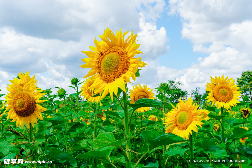 阳光下的向日葵花田