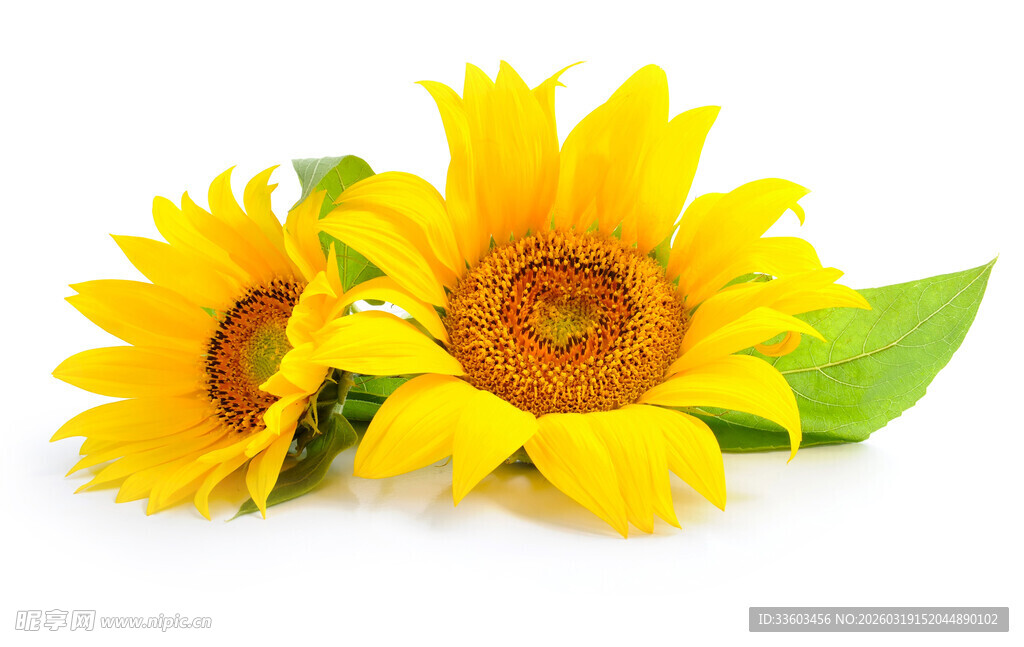 两朵向日葵与绿叶
