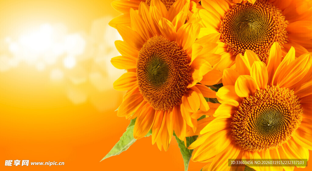 灿烂向日葵绽放于暖光下