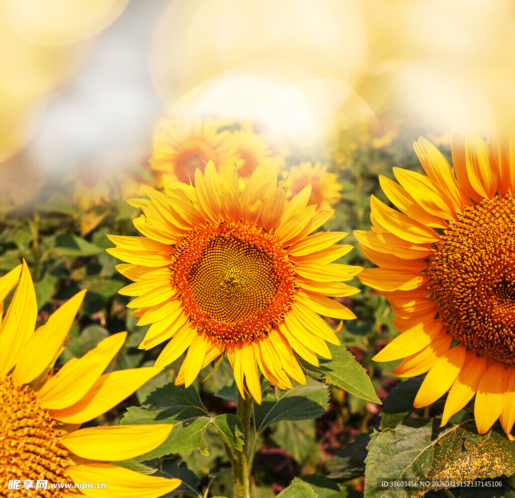 阳光下绽放的向日葵