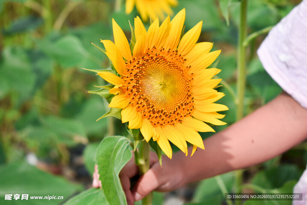 手触向日葵绽放瞬间